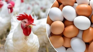 أسعار الدواجن والبيض تتراجع اليوم الثلاثاء 21 أكتوبر وتأثيرها على الأسواق الغذائية